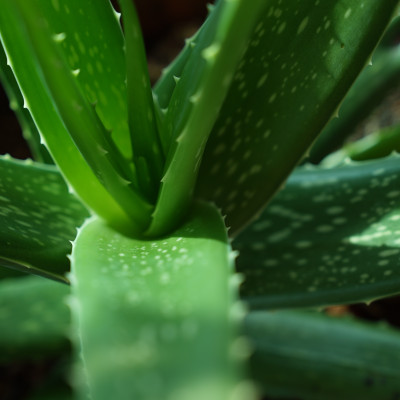 Echte Aloe
