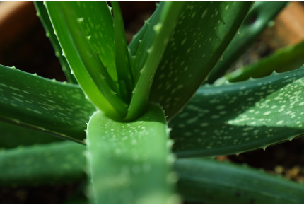 Real Aloe