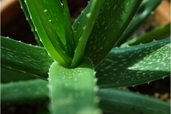 Echte Aloe