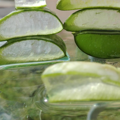 Echte Aloe
