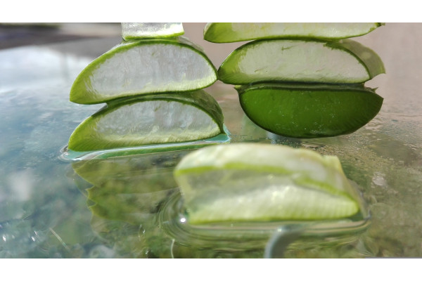 Echte Aloe