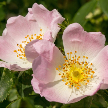 Dog rose
