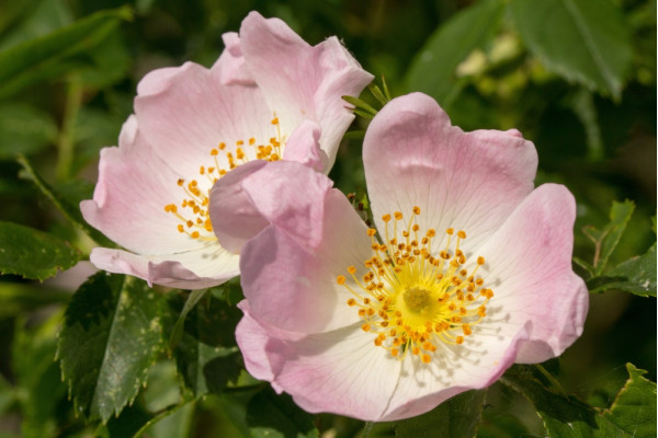 Hundsrose