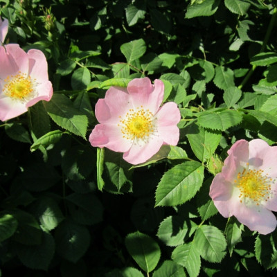Hundsrose