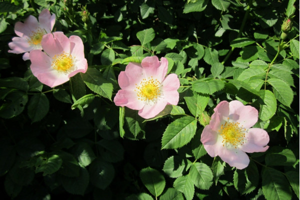 Hundsrose