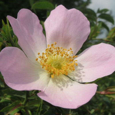 Hundsrose