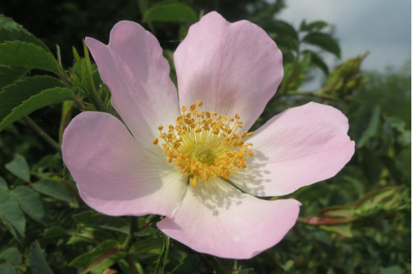 Hundsrose