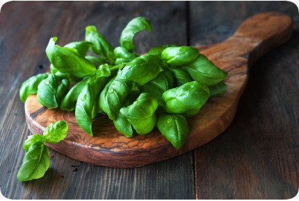 BIO - Basilikum Sweet Genovese