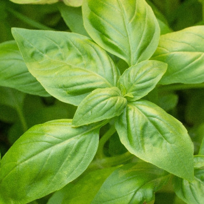 ORGANIC - Basil Sweet Genovese