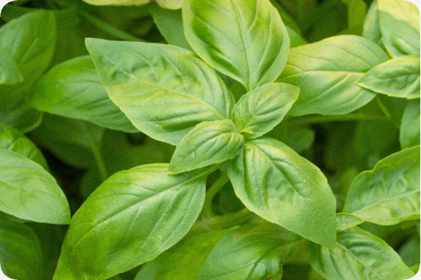 ORGANIC - Basil Sweet Genovese