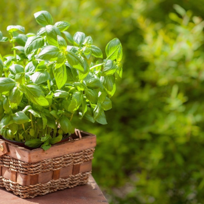 ORGANIC - Basil Sweet Genovese