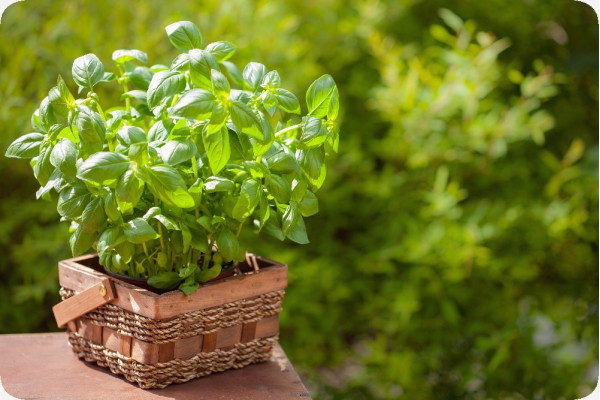 ORGANIC - Basil Sweet Genovese