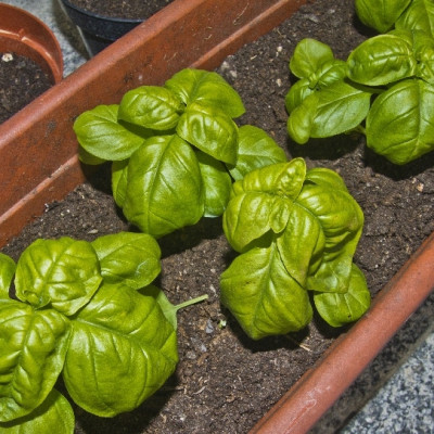 ORGANIC - Basil Sweet Genovese