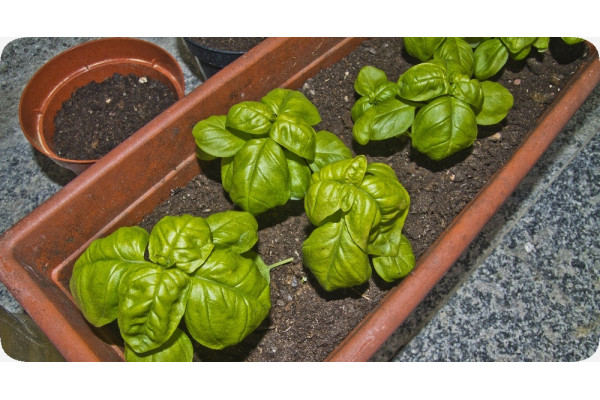 ORGANIC - Basil Sweet Genovese