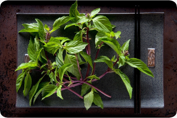 Organic Thai basil