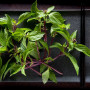 Organic Thai basil