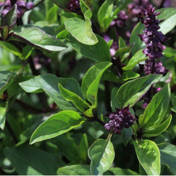 Organic Thai basil