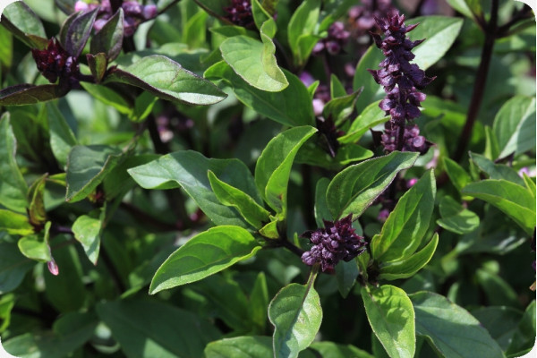 Organic Thai basil
