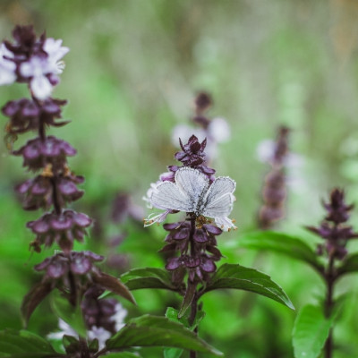 Organic Thai basil