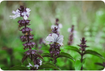 BIO - Basilikum Thai