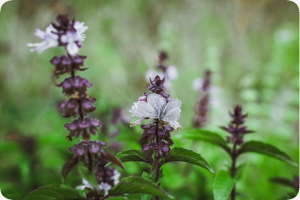 Organic Thai basil