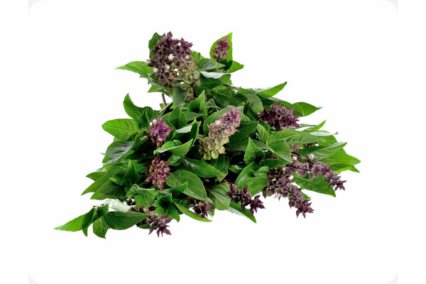 Organic Thai basil