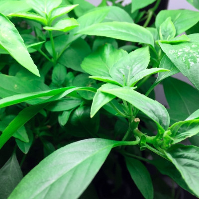 Organic Thai basil