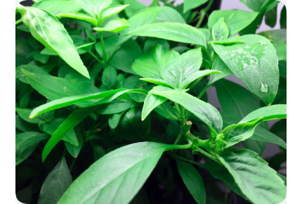 BIO - Basilikum Thai