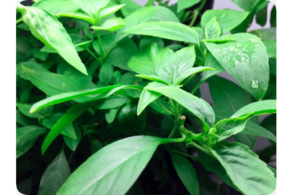 Organic Thai basil