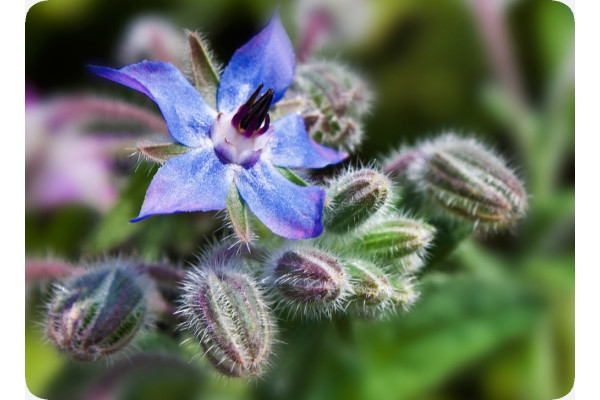 Organic borage