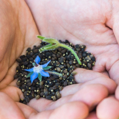 Organic borage