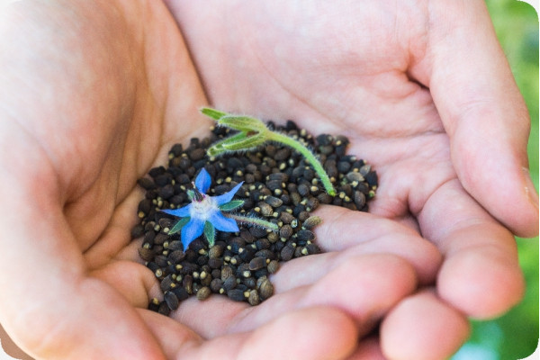 Organic borage