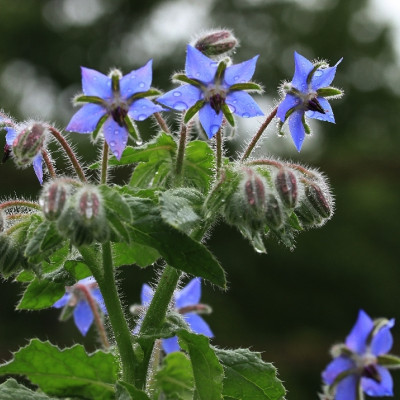 Organic borage