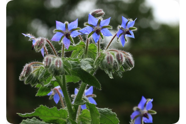 Organic borage