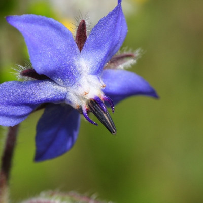 Organic borage