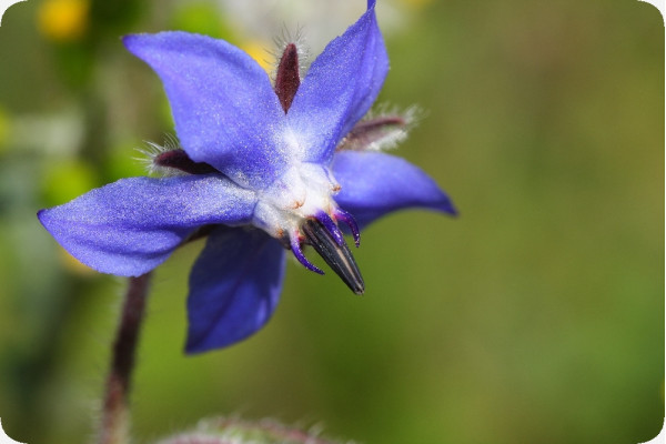 Organic borage