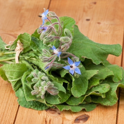 Organic borage