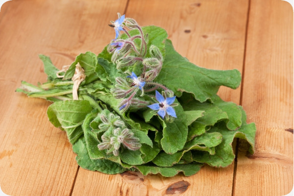 Organic borage