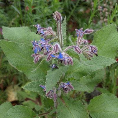 Organic borage