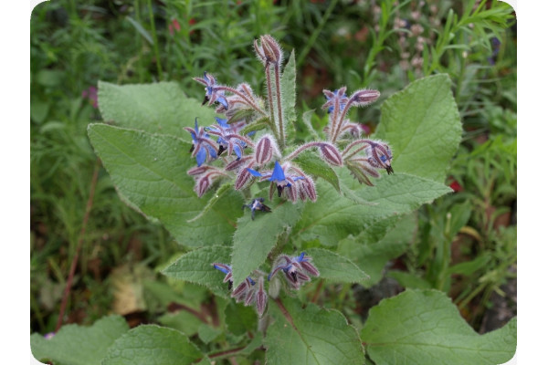 Organic borage