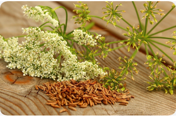 Organic - Caraway