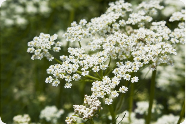 Organic - Caraway