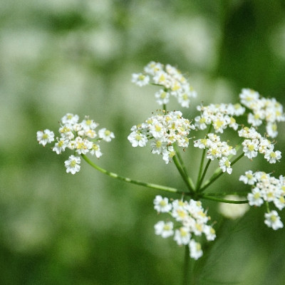Organic - Caraway