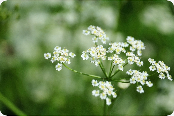 Organic - Caraway