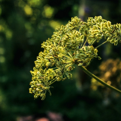 Organic - Caraway
