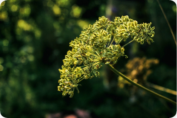 Organic - Caraway