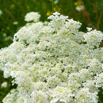 Organic - Caraway