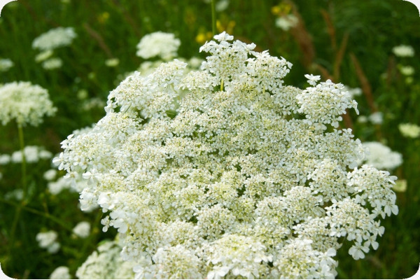 Organic - Caraway