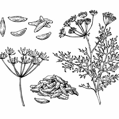 Organic - Caraway