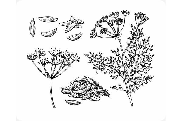 Organic - Caraway